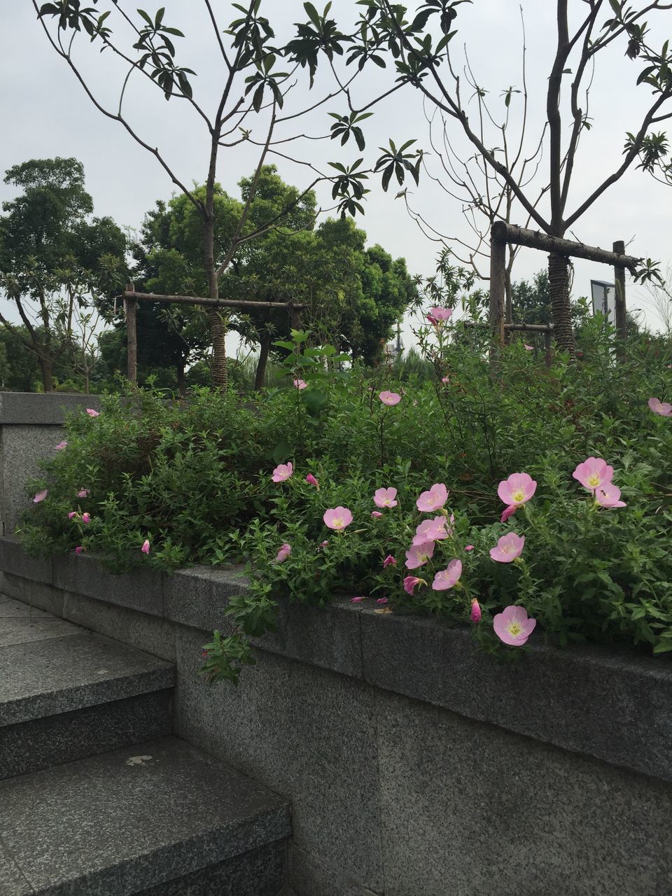 flower, growth, plant, freshness, nature, fragility, tree, beauty in nature, day, leaf, green color, in bloom, outdoors, blooming, no people, growing, built structure, sunlight, blossom, railing