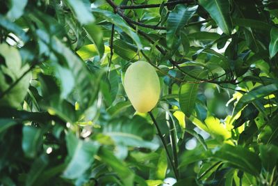 Close-up of fruits on tree