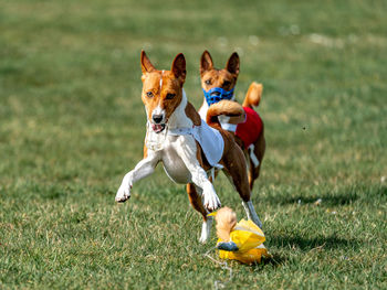 Dog running on field