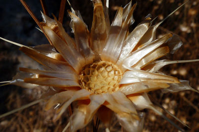 Extreme close up of flower