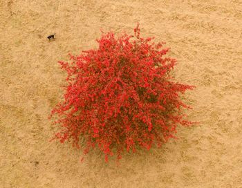 High angle view of red flowering plant