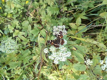 View of insect on plant