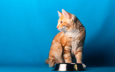 Cat looking away against blue background