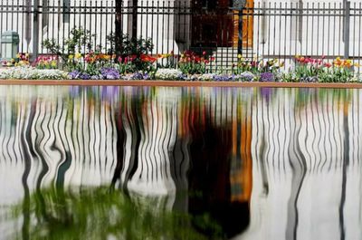 Reflection of trees in water