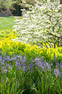 Purple flowers on field