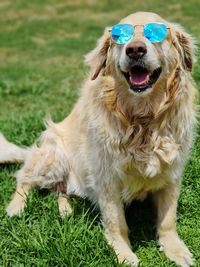 Portrait of a dog on field