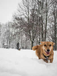 Dog walking in snow during winter