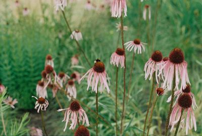 Close-up of pink flowering plants