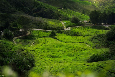 High angle view of green landscape