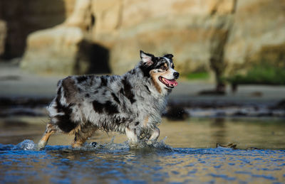 Side view of a dog in water