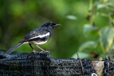 Close-up of bird perching on wood