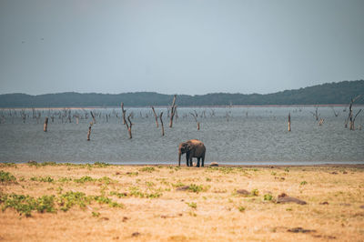 Scenic view of lake against clear sky