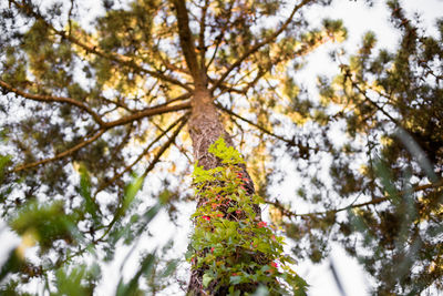 Low angle view of tree against sky