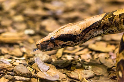 Close-up of lizard on land