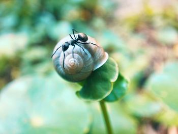 Close-up of ant in shell