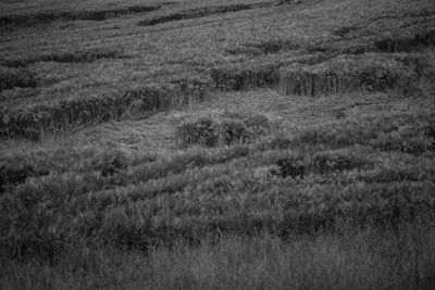 Scenic view of grassy field against sky