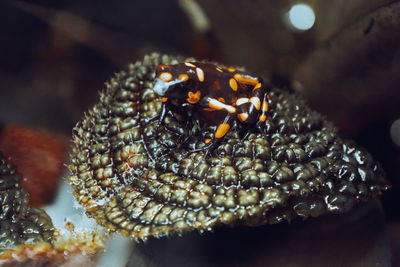 Close-up of christmas decoration