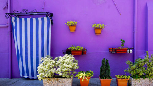 Burano purple wall color house architecture, venice, italy