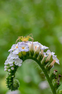 Close-up of insect on white flowering plant