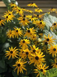 Close-up of yellow flowering plants