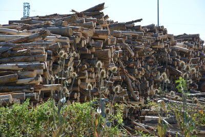 Stack of logs