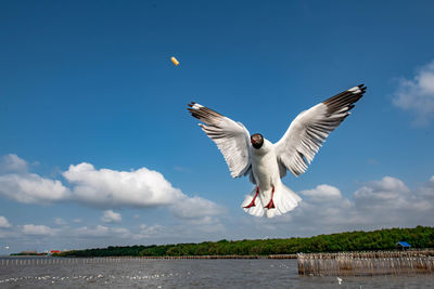 Seagull flying on beautiful blue sky and cloud catching food in the air.