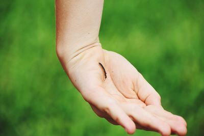 Close-up of a hand holding insect