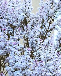 Close-up of cherry blossom tree