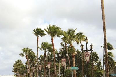 Palm trees against sky