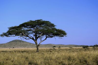 Scenic view of landscape against clear blue sky