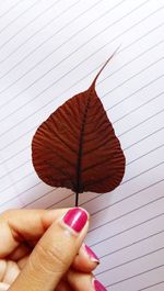 Close-up of hand holding maple leaves