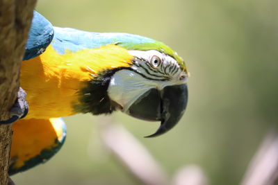 Close-up of a parrot