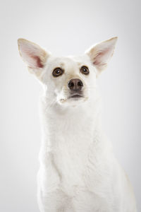 Close-up of a dog over white background