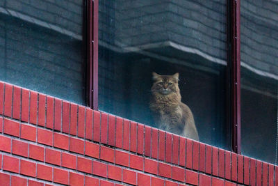 Close-up of cat standing against wall