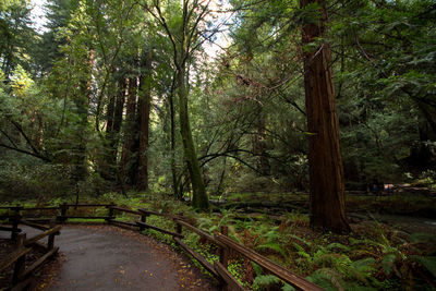 Scenic view of forest