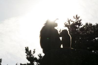 Low angle view of silhouette man holding tree against sky
