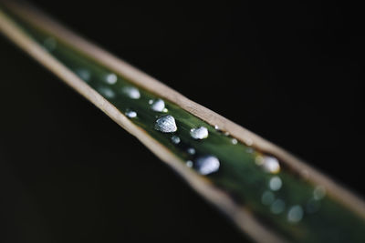 Close-up of water drops on black background