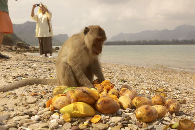 Portrait of monkey sitting on beach