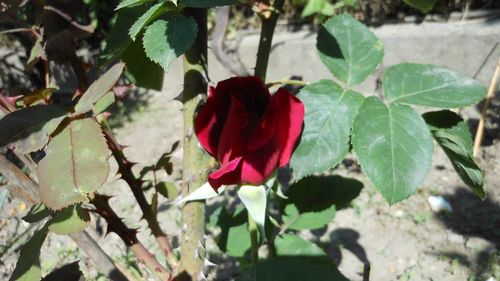 Close-up of red flower