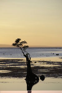 Bare tree on beach against sky during sunset