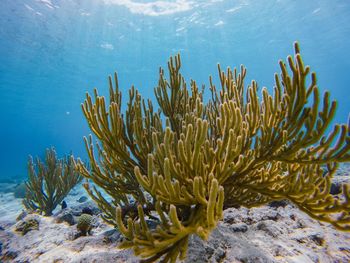 Close-up of coral in sea