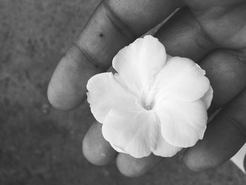Close-up of hand holding flower