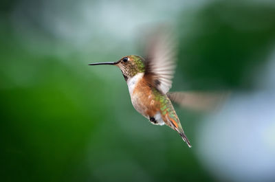 Close-up of hummingbird