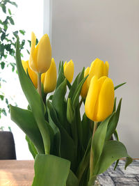 Close-up of yellow tulips