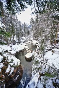 Snow covered trees by stream in forest