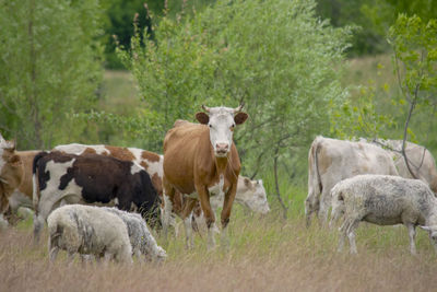 Cows standing in field