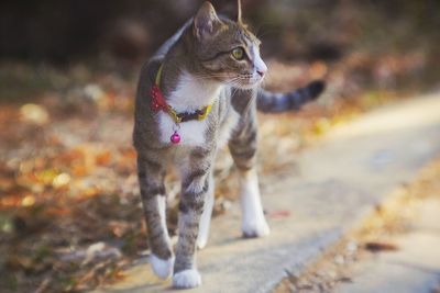 Cat walking outdoors