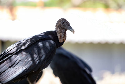 Close-up of a bird