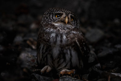 Close-up of owl looking away on land