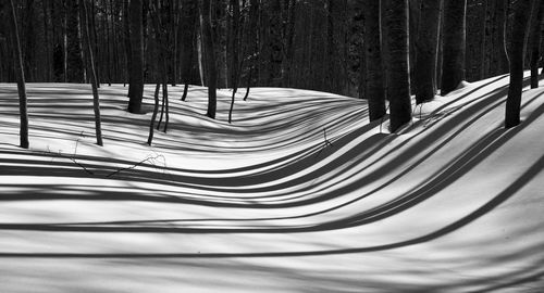 Panoramic shot of trees in forest